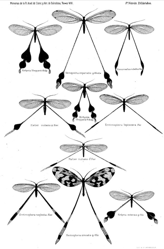 nemoptera