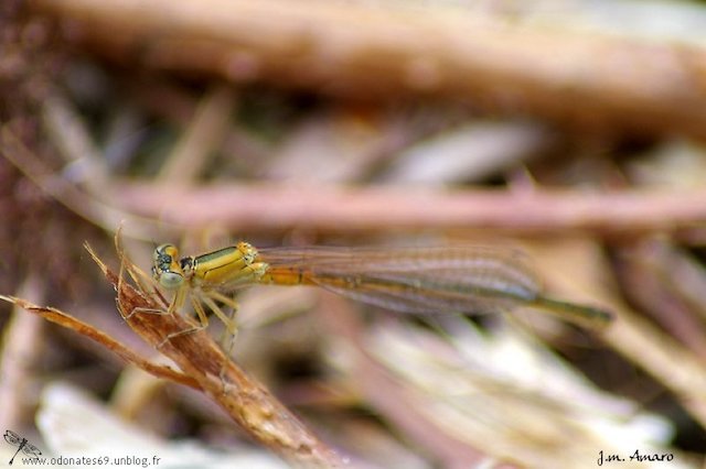 20090425ischnurapumilio03