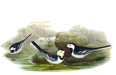 Motacilla yarrellii Gould, 1837 : espèce distincte ou sous-espèce fortement différenciée ?