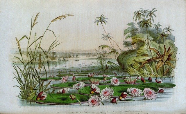 Fichier:Biodivmonde.jpg