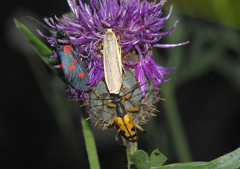 Fichier:Biodiversite04.jpg