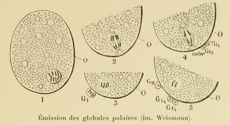 Fichier:Polocytes.png
