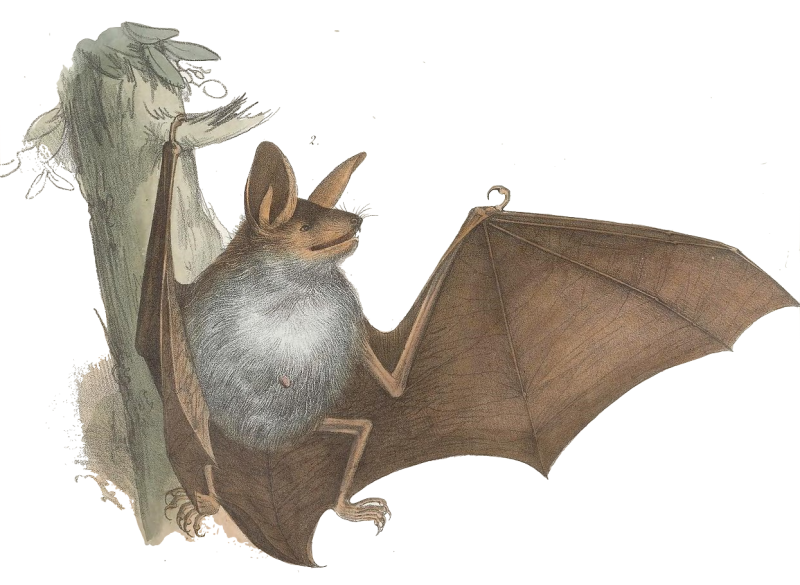 Fichier:Vesmur.png
