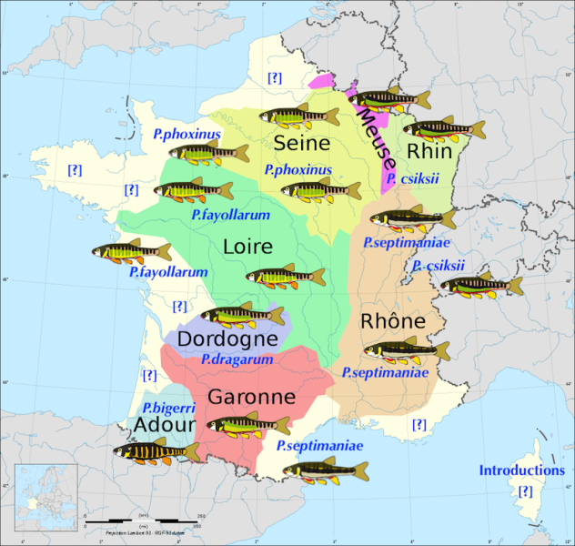 Fichier:Phoxinus.png