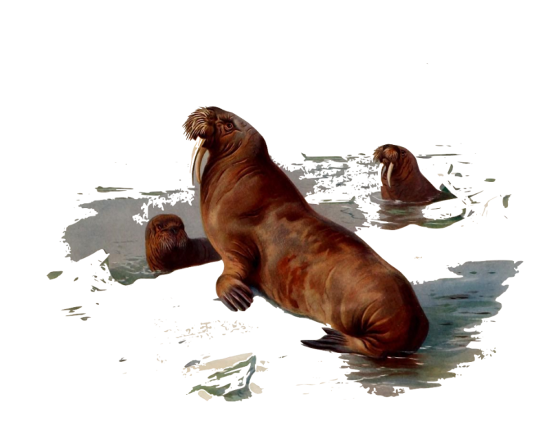 Fichier:Odoros.png