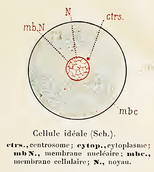 Fichier:Celluleeucaryote.png
