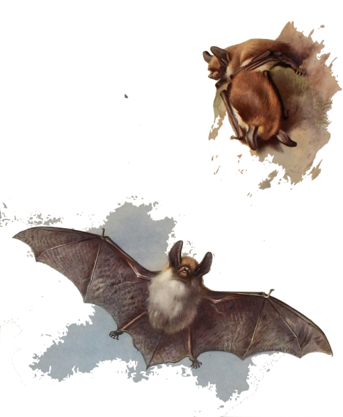 Fichier:Myobec.png