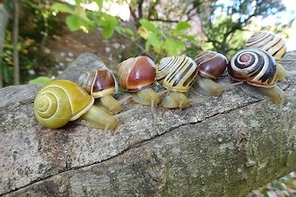 Quelques éléments de génétique de l’Escargot des haies