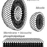 La Cellule est à la base du vivant