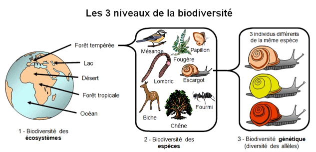 La Biodiversité est le résultat et une étape de l&rsquo;évolution