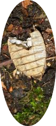 Macromia splendens, record septentrional