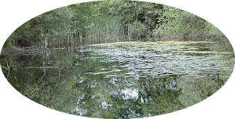 Préparation des monographies Odonates dans le cadre du dossier Mares où êtes-vous ?