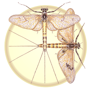 Ephemera, revue scientifique dédiée aux insectes aquatiques