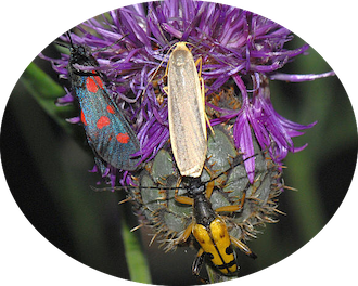 Bios et Biodiversité