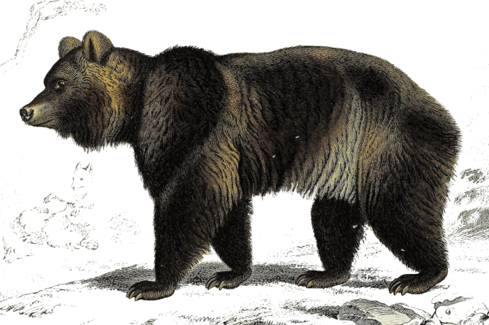 Carnivores