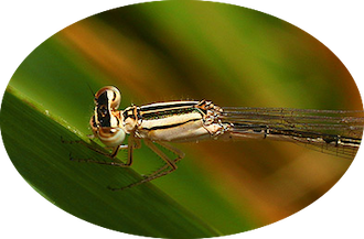 Regards sur la Demoiselle des Hauts de La Réunion
