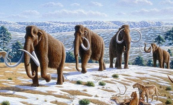 Des Mammouths sur l’Ile Wrangel il y a 3700 ans seulement