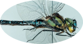 Critères de cohérence en taxonomie, synonymies et déterminations