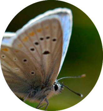 Record du nombre de chromosomes chez l’Azuré de l’Atlas