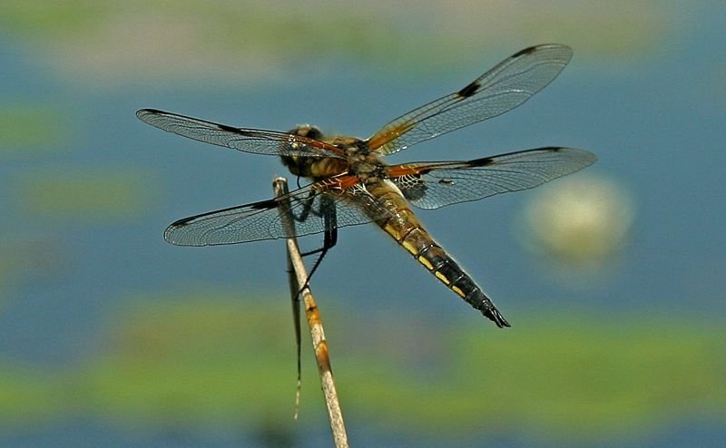 Ajustements fondamentaux dans le micro-ordre des Libellulines