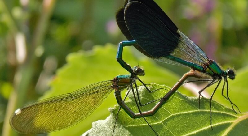 Nouveautés et mise en perspectives des Calopteryx du groupe splendens du sud de la Péninsule italienne