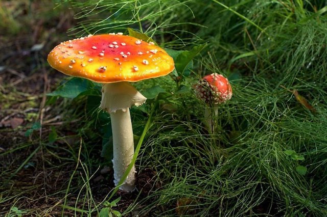 Fonge : Champignons et Lichens, étudiés par la Mycologie et la Lichénologie