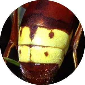 Un nouveau frelon exotique en France, le Frelon oriental