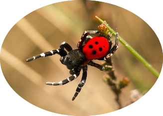 Araignées coccinelles : Eresus