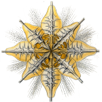 Rhizariens