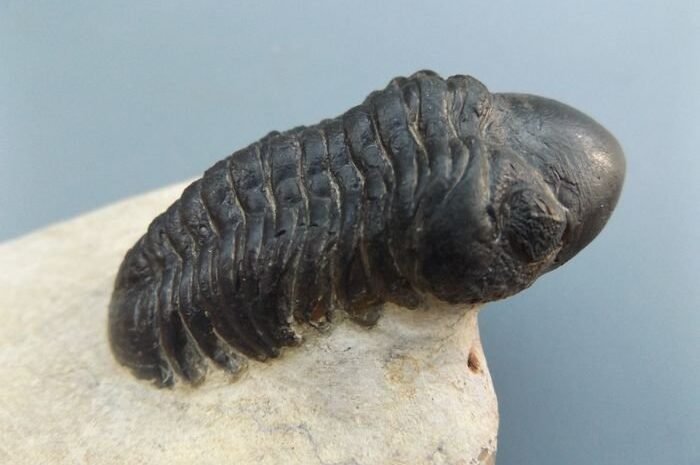 Collection de minéraux, roches et fossiles