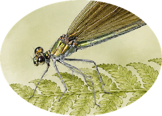 Calopteryx virgo feminalis, un cas très particulier de la taxonomie dans le domaine de l&rsquo;odonatologie