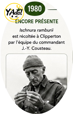 Mystère à Clipperton : un bout de France qui n’a plus de libellules