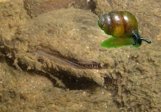 Liste des Mollusques continentaux déterminants ZNIEFF en Nouvelle-Aquitaine