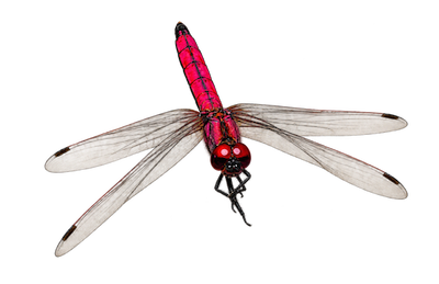 Révision du complexe Trithemis annulata sensu latissimo : confrontation des données morphologiques et moléculaires