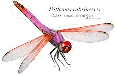 Trithemis annulata a-t&rsquo;il disparu d&rsquo;Europe… au profit de Trithemis rubrinervis ?